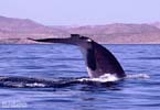 Fin whale fluking