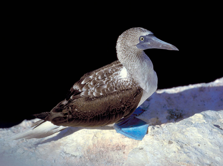 Sula nebouxii, blue-footed booby, Isla Martir